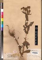 Isotype of Guizotia schimperi Sch.Bip. [family ASTERACEAE]