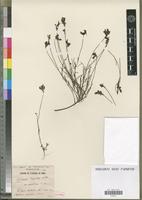 Holotype of Linaria bipartita Willd. var. persicina Maire [family SCROPHULARIACEAE]