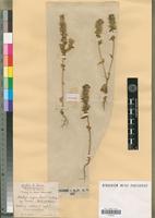 Holotype of Stachys ocymastrum (L.) Briq. var. bicolor Faure & Maire [family LAMIACEAE]