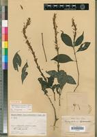 Isotype of Brachystephanus africanus S.Moore var. madagascariensis E.Figueiredo [family ACANTHACEAE]