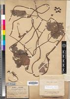 Holotype of Dioscoreophyllum jollyanum Pierre [family MENISPERMACEAE]