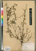 Isotype of Deeringia perrieriana Cavaco [family AMARANTHACEAE]