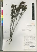 Isosyntype of Anthospermum ibityense Puff [family RUBIACEAE]