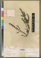 Isotype of Anthospermum perrieri Puff [family RUBIACEAE]