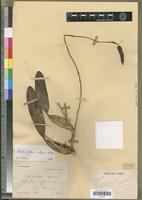 Holotype of Bulbophyllum callosum Bosser [family ORCHIDACEAE]