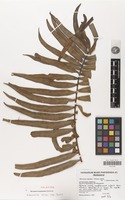 Holotype of Blechnum longipinnum Rakotondr. [family PTERIDOPHYTA]