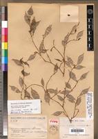 Holotype of Maillardia mandrarensis Leandri [family MORACEAE]
