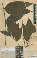 Syntype of Talisia acutifolia Radlk. [family SAPINDACEAE]