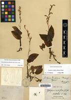 Type of Goodyera finetiana Kraenzl. [family ORCHIDACEAE]
