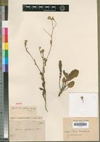 Isotype of Senecio hieracioides DC. [family ASTERACEAE]