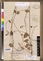 Isotype of Daemia caudata Vierh. [family ASCLEPIADACEAE]
