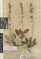 Holotype of Ainsliaea yunnanensis Franch. [family ASTERACEAE]