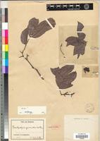 Isotype of Brachystegia cynometroides Harms [family FABACEAE-CAESALPINIOIDEAE]
