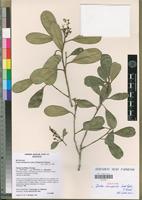 Isotype of Ivodea choungiensis Labat, M.Pignal & O.Pascal [family RUTACEAE]