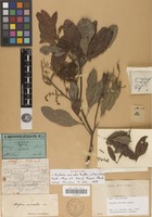 Syntype of Arytera arcuata Radlk. [family SAPINDACEAE]