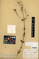 Lectotype of Senecio ambondrombeensis (H.Humb.) B.Nord. [family ASTERACEAE]