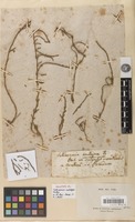 Holotype of Salicornia ambigua Michx. [family AMARANTHACEAE]