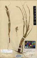 Isotype of Carex crassipes Boeck. [family CYPERACEAE]