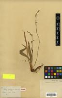 Isotype of Carex pachygyna Franch. [family CYPERACEAE]