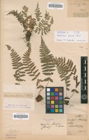 Syntype of Nephrodium fauriei Christ [family PTERIDOPHYTA]