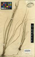 Type of Carex teinogyna Boott [family CYPERACEAE]