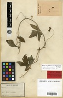 Holotype of Khmeriosicyos harmandii W.J. de Wilde & Duyfjes [family CUCURBITACEAE]