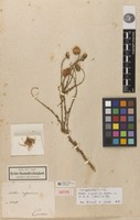 Isotype of Aster riparius Kunth [family ASTERACEAE]