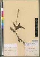 Holotype of Halleorchis aspidogynoides Szlach.&Olsz. [family ORCHIDACEAE]