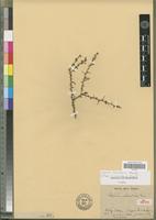 Isosyntype of Lycium echinatum Dunal [family SOLANACEAE]