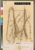 Type of Panicum calocarpum Berhaut [family POACEAE]