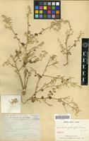 Isotype of Aerva triangularifolia Cavaco [family AMARANTHACEAE]