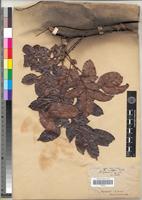 Type of Macphersonia cauliflora Radlk. [family SAPINDACEAE]