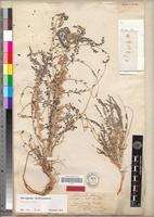 Type of Astragalus akkensis Coss. [family FABACEAE-PAPILIONOIDEAE]