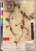 Type of Capparis tomentosa Lam. [family CAPPARIDACEAE]
