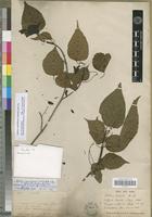 Isotype of Mallotus oppositifolius (Geiseler) Müll.Arg. var. integrifolius Müll.Arg. [family EUPHORBIACEAE]