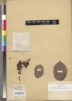 Holotype of Schizolaena cauliflora Thouars [family SARCOLAENACEAE]