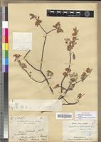 Syntype of Microsteira ambongensis Arènes [family MALPIGHIACEAE]