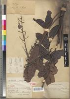 Type of Entandrophragma macrophyllum A.Chev. [family MELIACEAE]