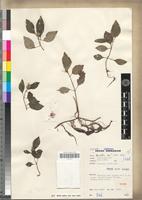 Isotype of Dissotis entii J.B.Ball [family MELASTOMATACEAE]