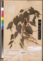Isotype of Droguetia hildebrandtii Friis & Wilmot-Dear [family URTICACEAE]
