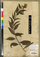 Isotype of Cestrum nitidum M.Martens & Galeotti [family SOLANACEAE]