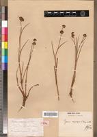 Holotype of Juncus quartinianus A.Rich. [family JUNCACEAE]