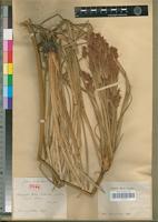 Holotype of Cyperus ankaratrensis Cherm. [family CYPERACEAE]
