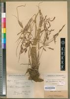 Isotype of Cyperus tenuispiculatus Boeck. var. pseudaterrimus Kük. [family CYPERACEAE]