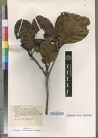 Isotype of Breonia tsaratanensis Rafazim. [family RUBIACEAE]
