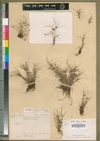 Syntype of Cyperus psammophilus Cherm. [family CYPERACEAE]