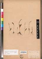 Isotype of Ophioglossum braunii Prantl [family PTERIDOPHYTA]