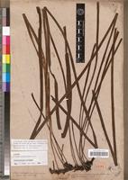 Isotype of Vittaria zosterifolia Willd. [family PTERIDOPHYTA]