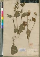 Isotype of Cyathula triuncinata Moq. [family AMARANTHACEAE]