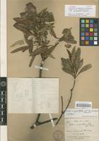 Isotype of Alstonia annamensis (Monach.) Sidiyasa [family APOCYNACEAE]